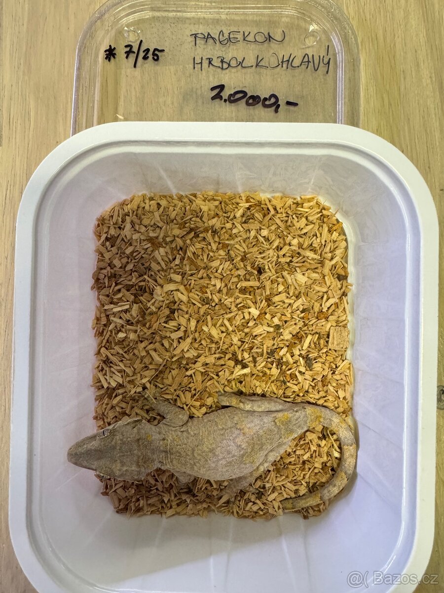 Pagekon hrbolkohlavý - 2