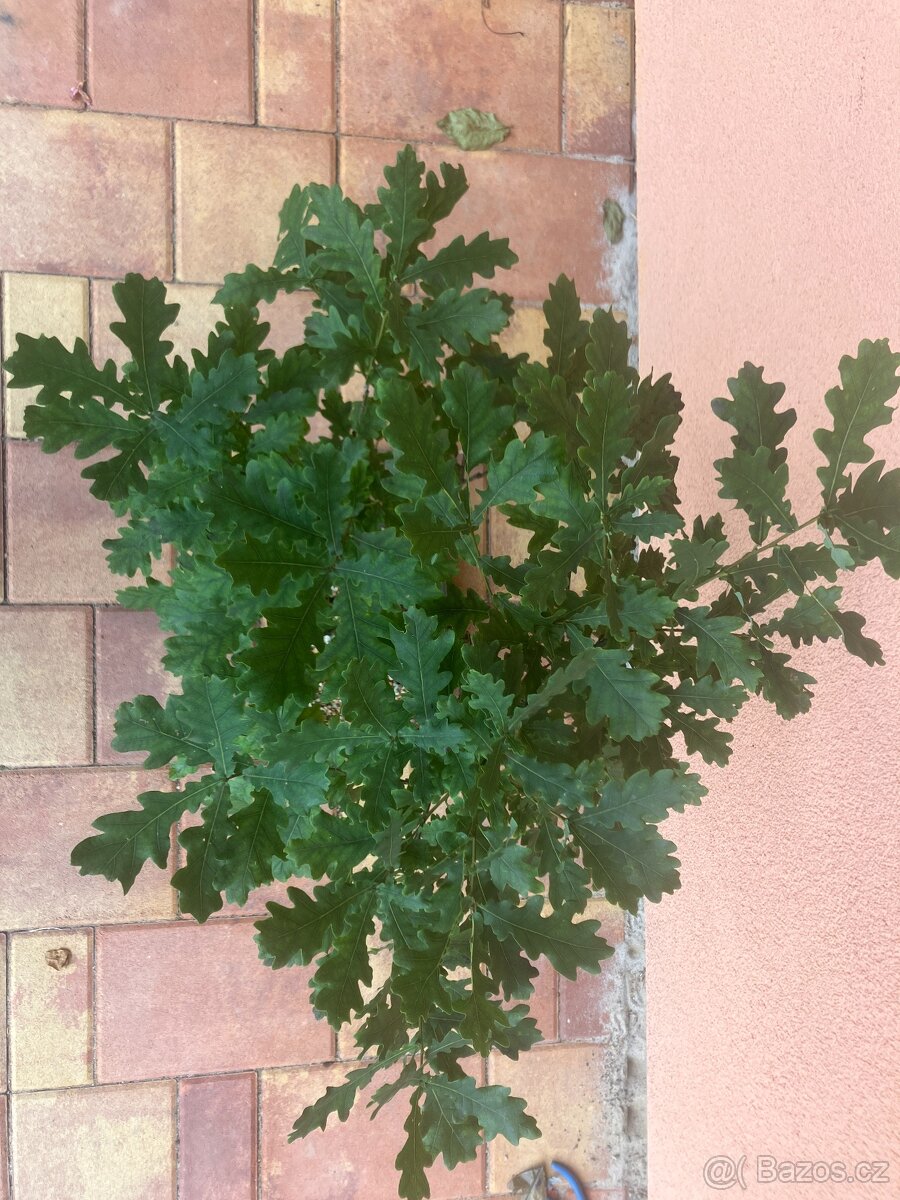 Bonsai, Bonsaj, dub letní - 2