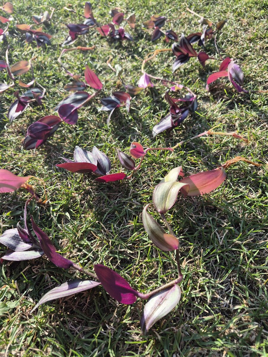 Tradescantia Zebrina - 2