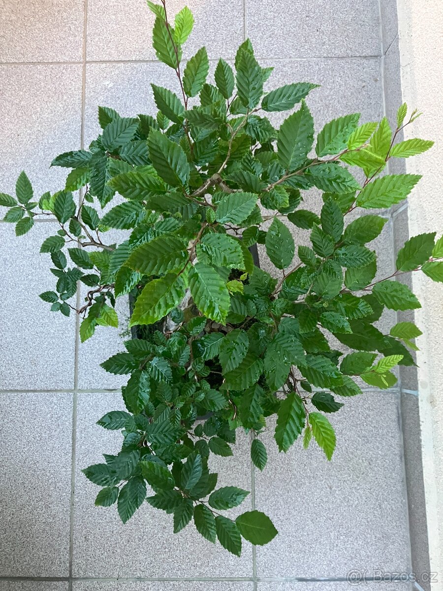 Bonsai, Bonsaj, habr obecný - 2