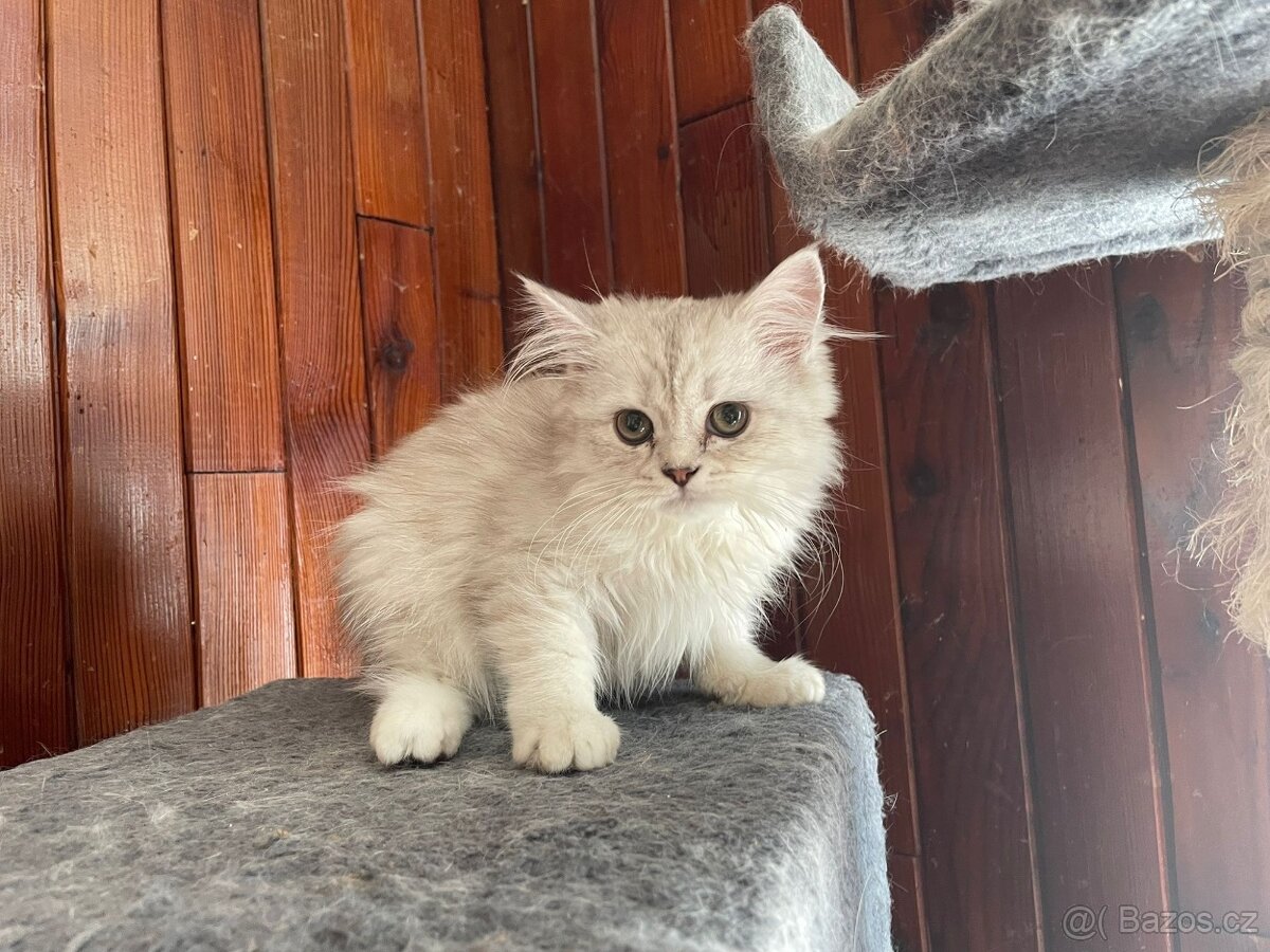 Britská koťata - 2