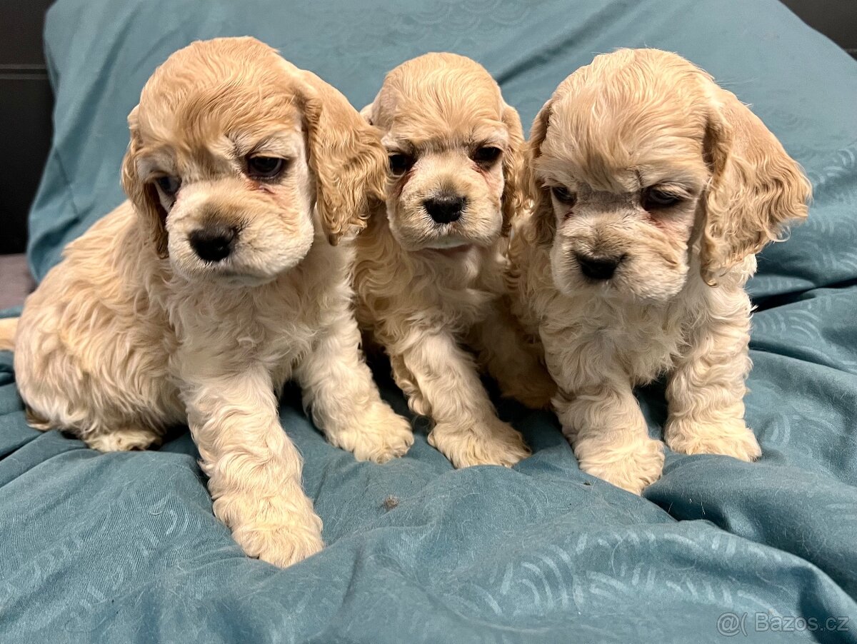 Americký kokršpaněl s PP - 2