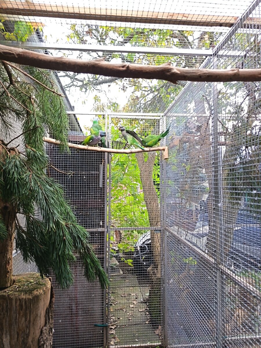 Prodám Alexandr čínský - 2