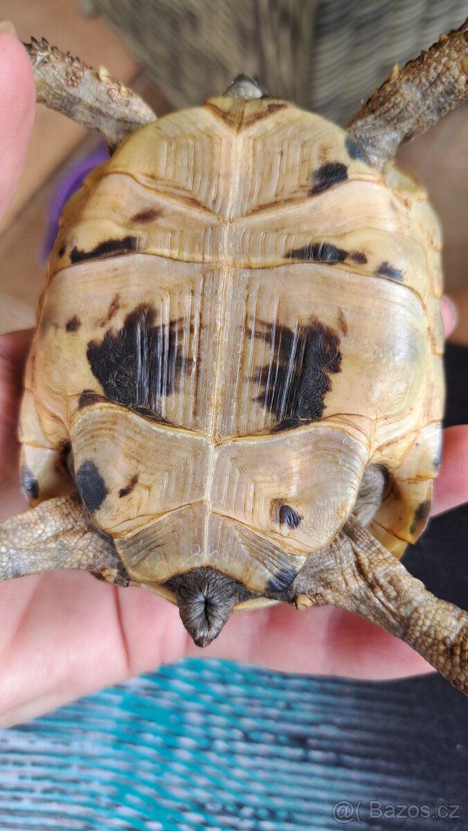 Zelva zlutohneda - 2