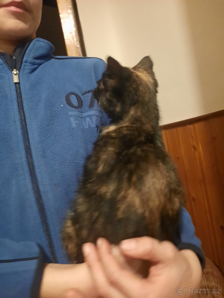 Daruji tříbarevnou kočičku - 2