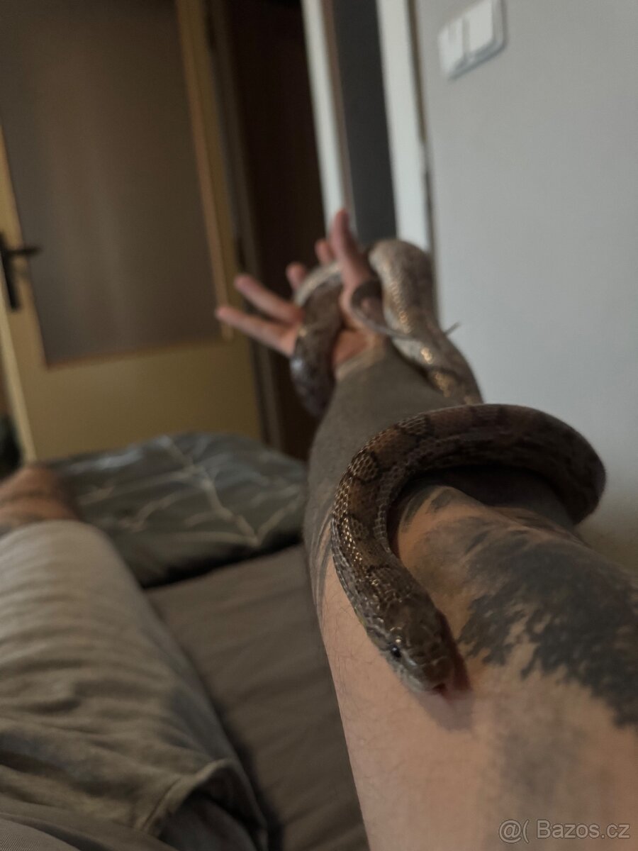 Užovka červená Anery - 2