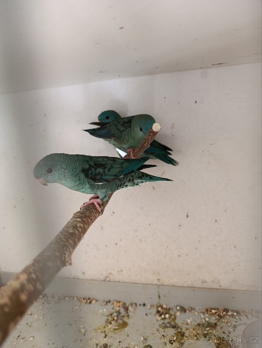 Aymara pruhovaný - 2