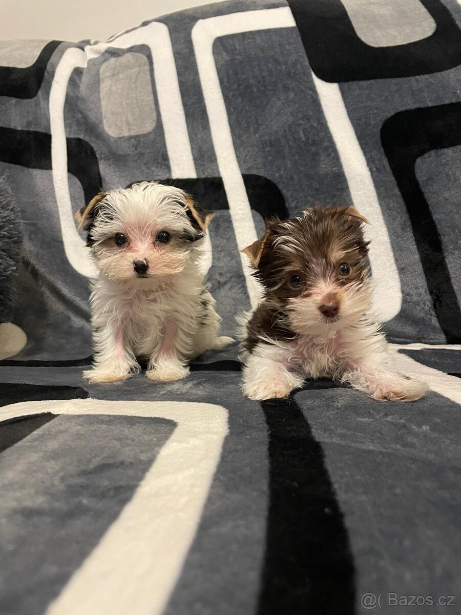 Jorkšírský teriér Biewer - 2