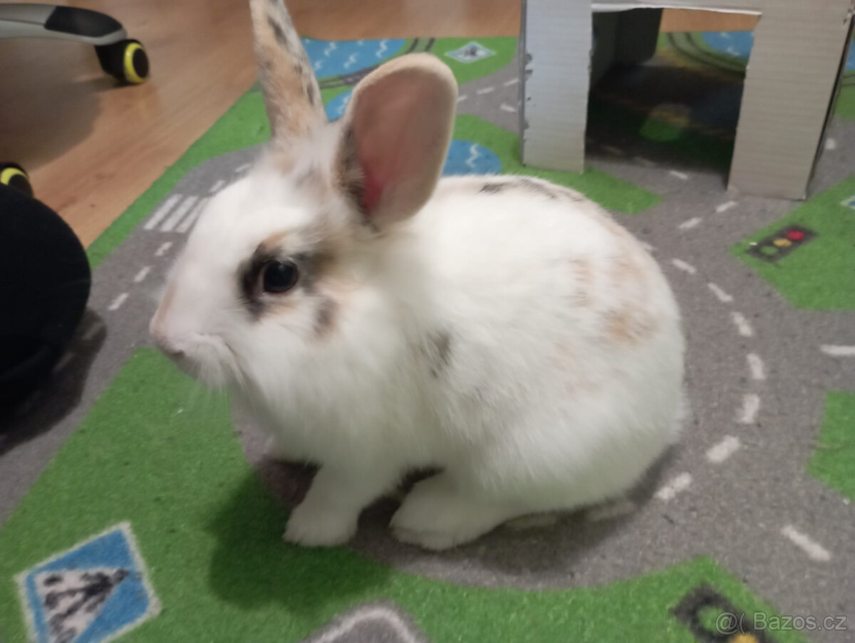 Zakrslý králík, králíček Lion head Žofinka - 2