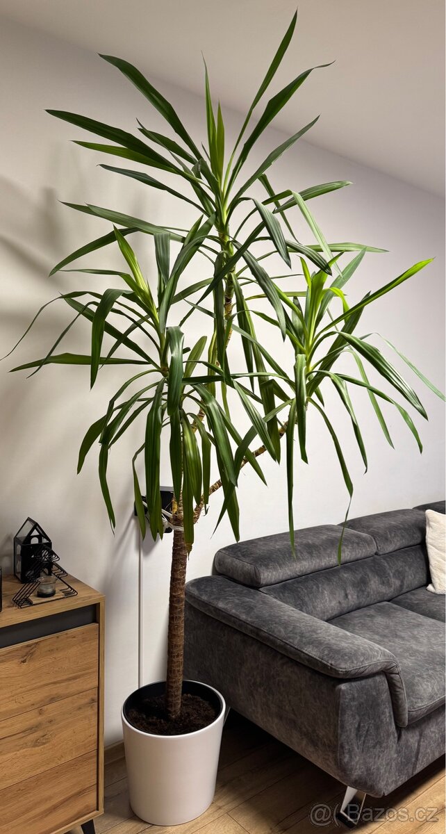 Juka-Yucca - 220cm - 2