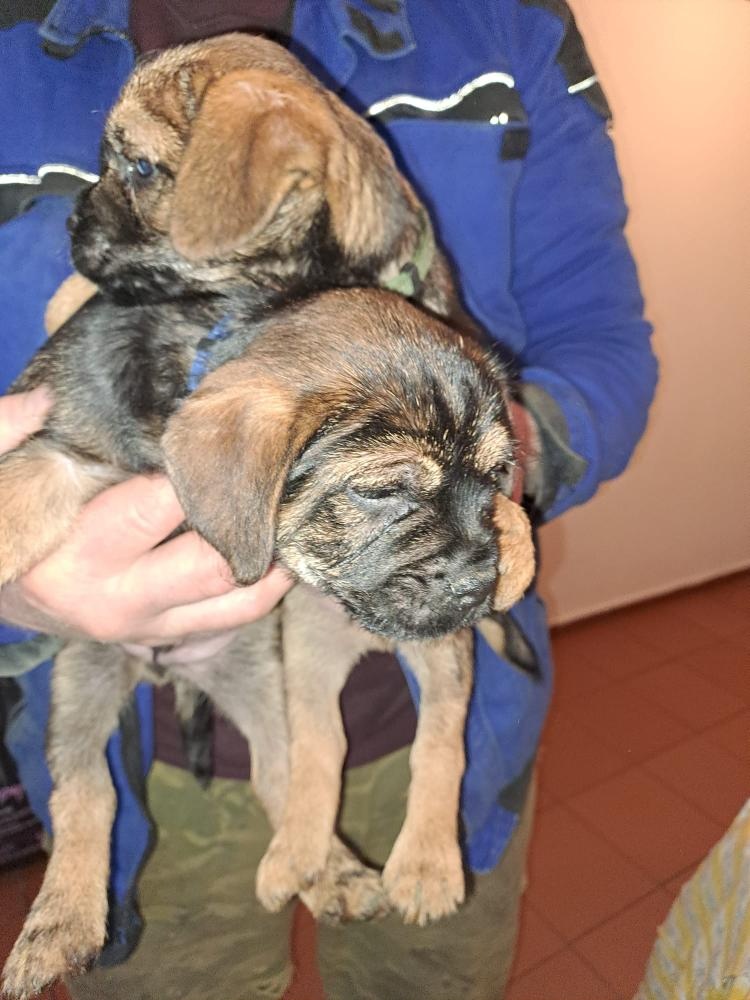 Štěňata Border teriéra - 2