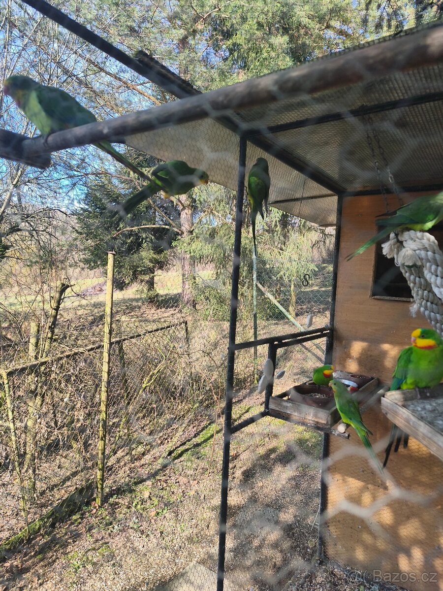 Papoušek nádherný - 2