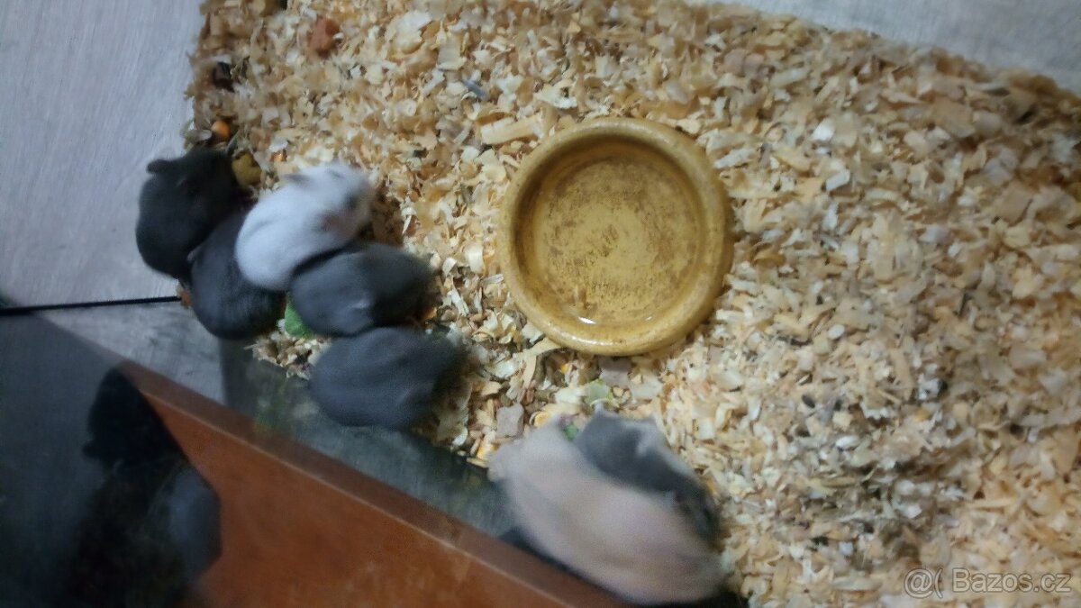 Křeček džungarský - 2