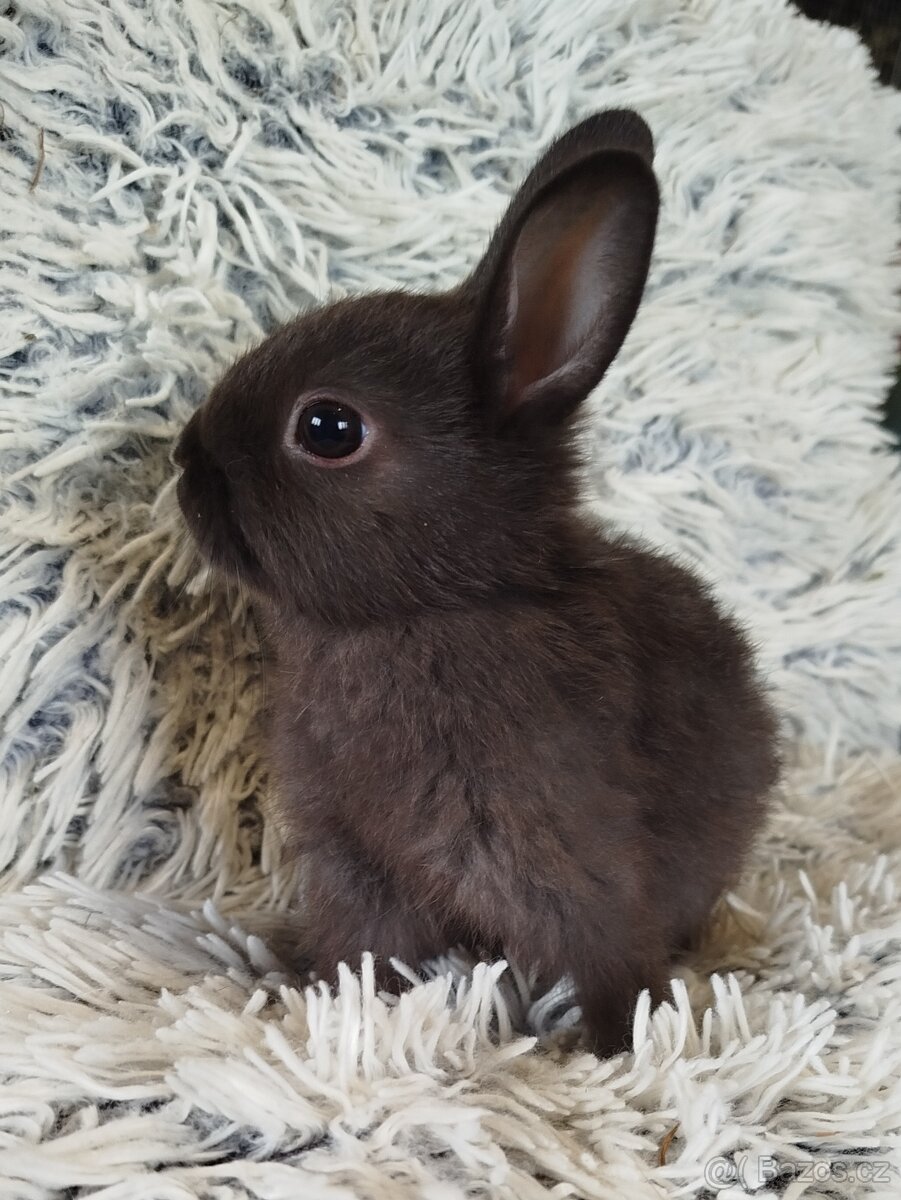Zakrslý krátkouchý - 2