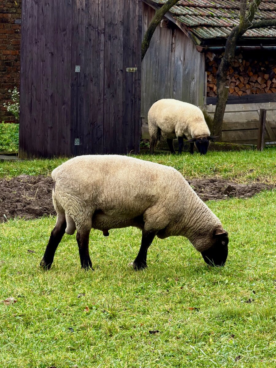 Beran Suffolk - 2