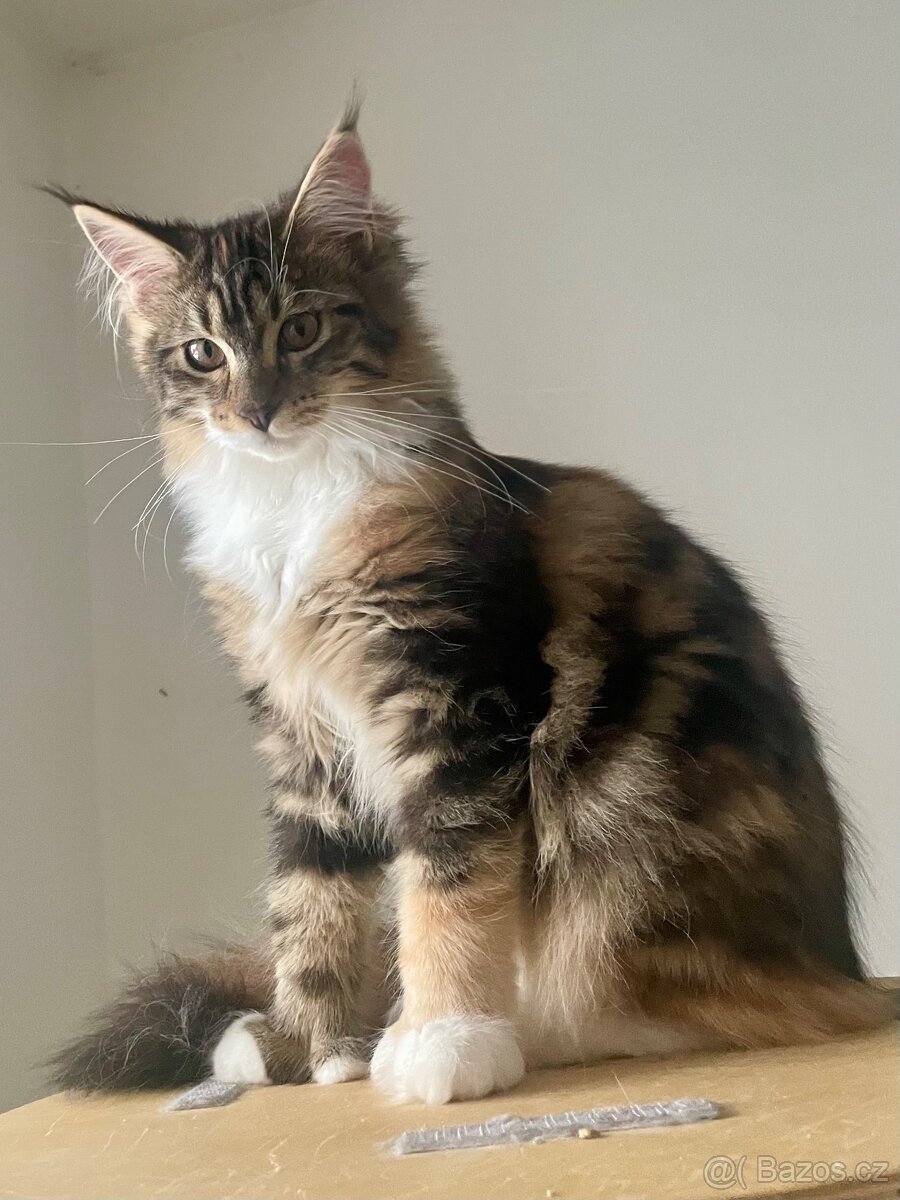 Mainská mývalí bez PP - 2