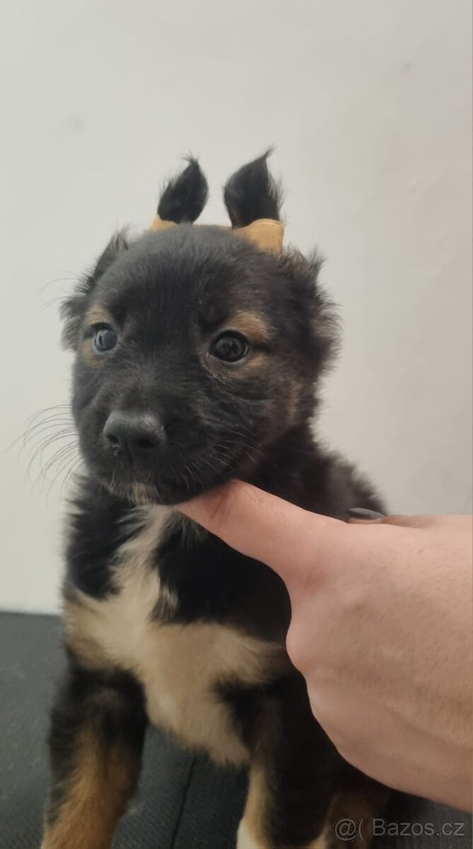 Mexický naháč - 2