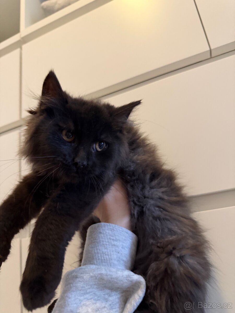 Mainská mývalí - 2