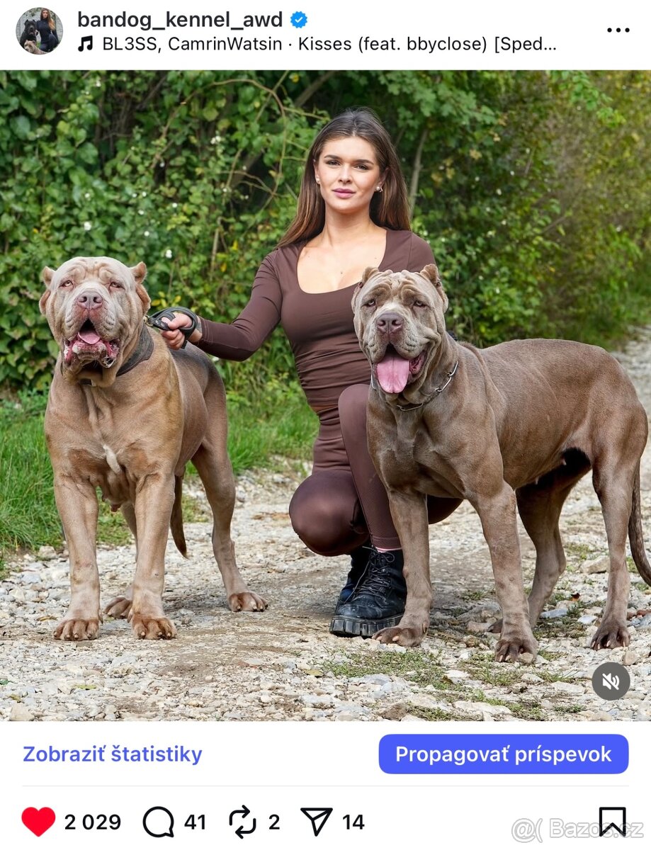 BANDOG, cane corso, doga, pitbull - 2