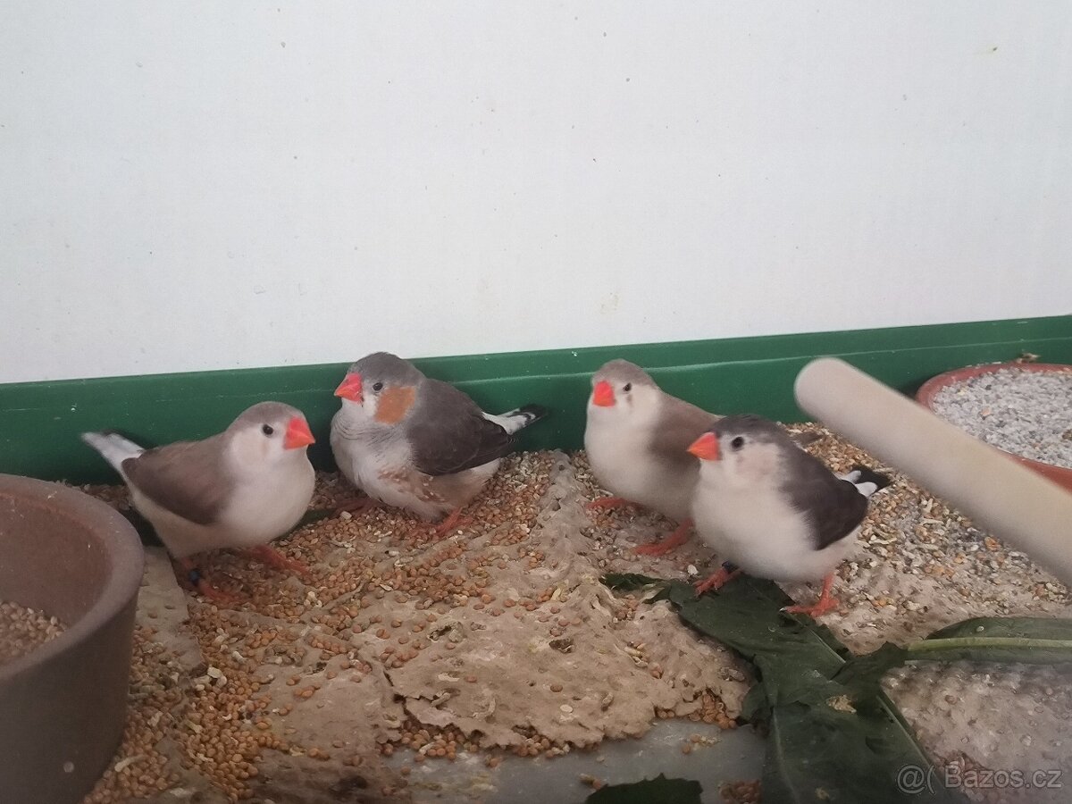 Zebřičky Penguin - 2