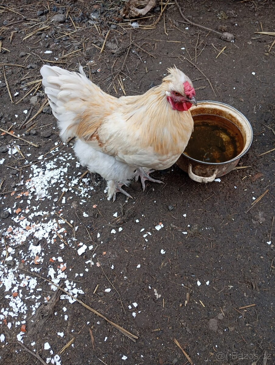 kohout X hedvábničky - 2