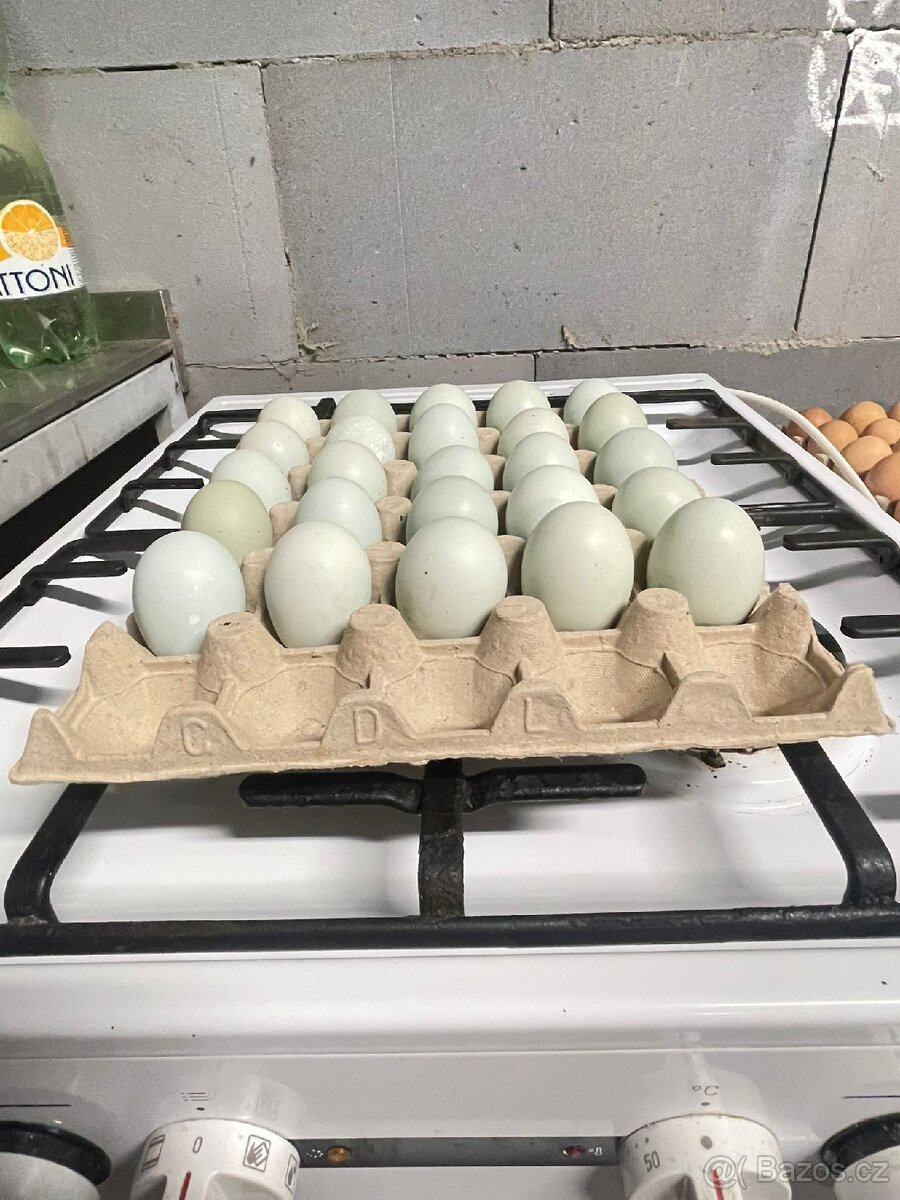 Zelené domácí vajíčka - 2