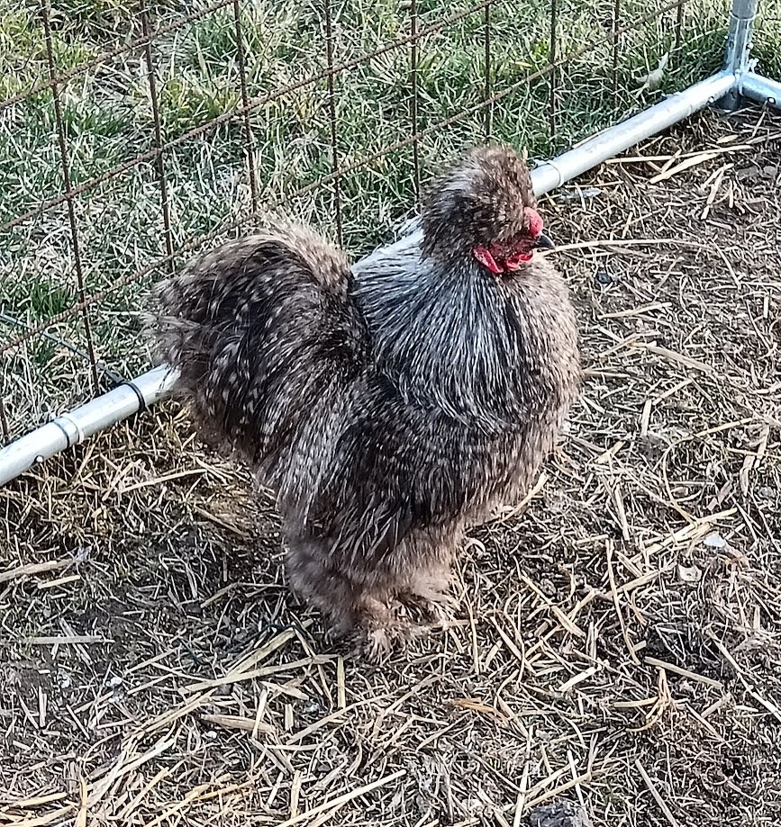 Kohouti US hedvábničky - 2