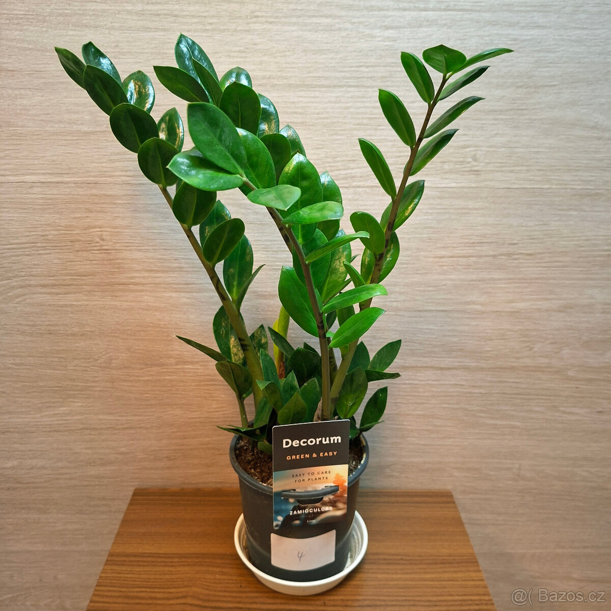 Zamioculcas Zamiifolia Lima - 2