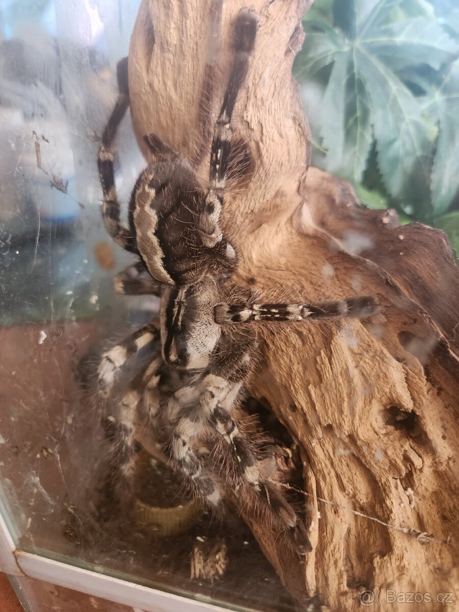 Poecilotheria subfasca lowland a Poecilotherai vittata - 2