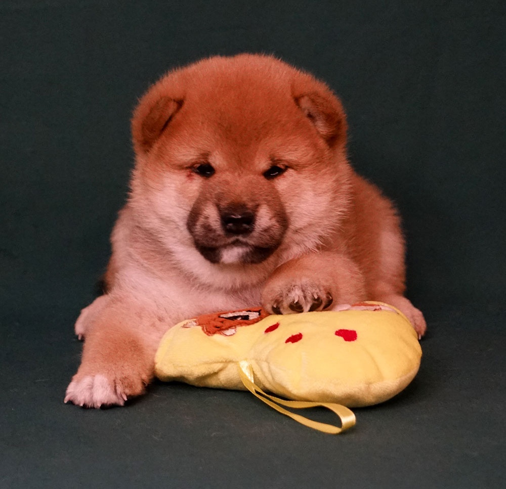 Shiba-Inu s PP FCI - 2