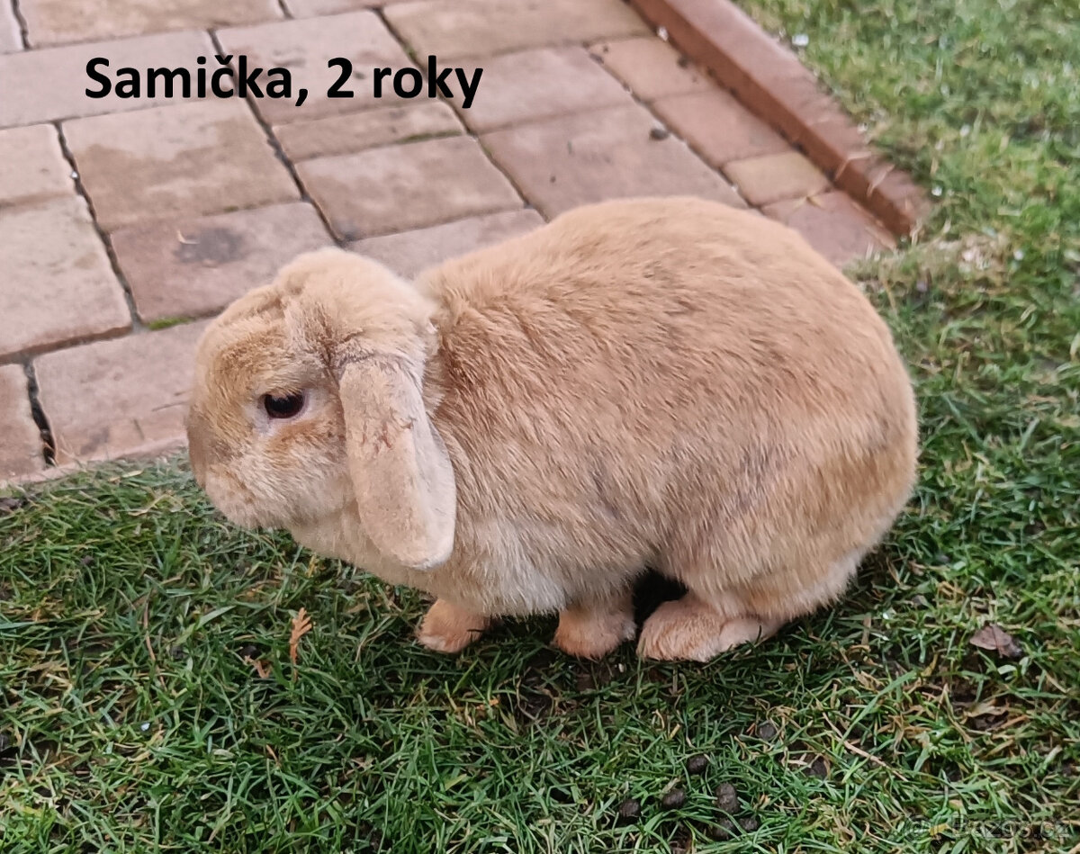 Zakrslí králíčci - králíček beránek - 2