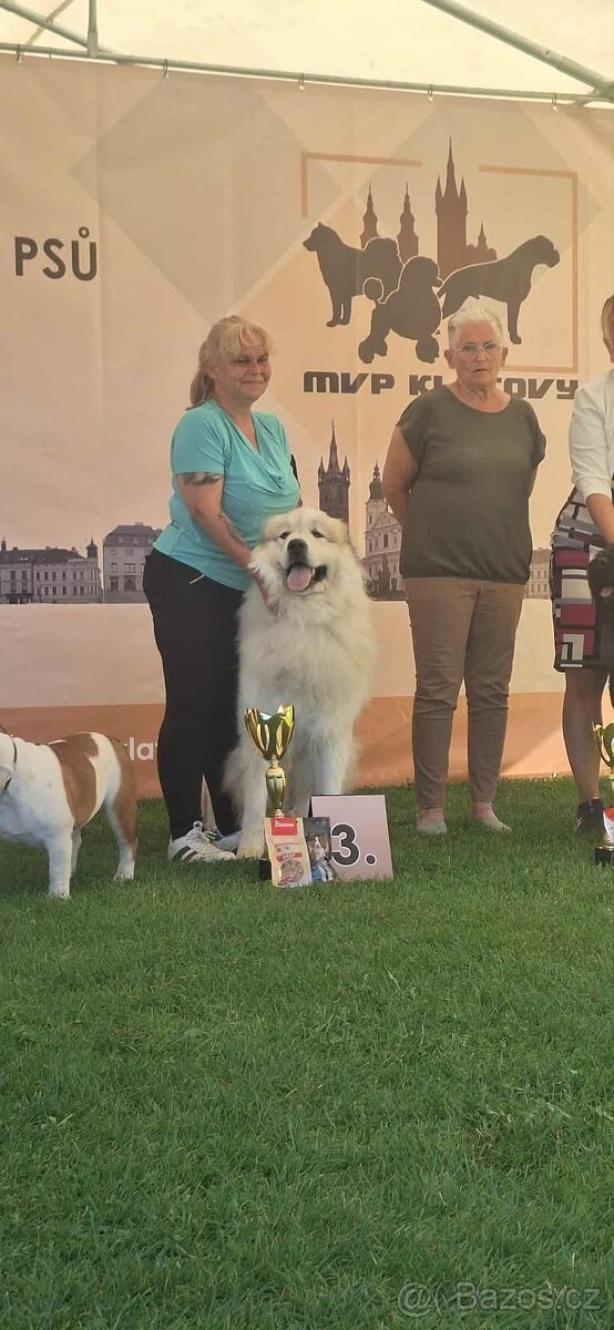 Pyrenejský horský pes - 2