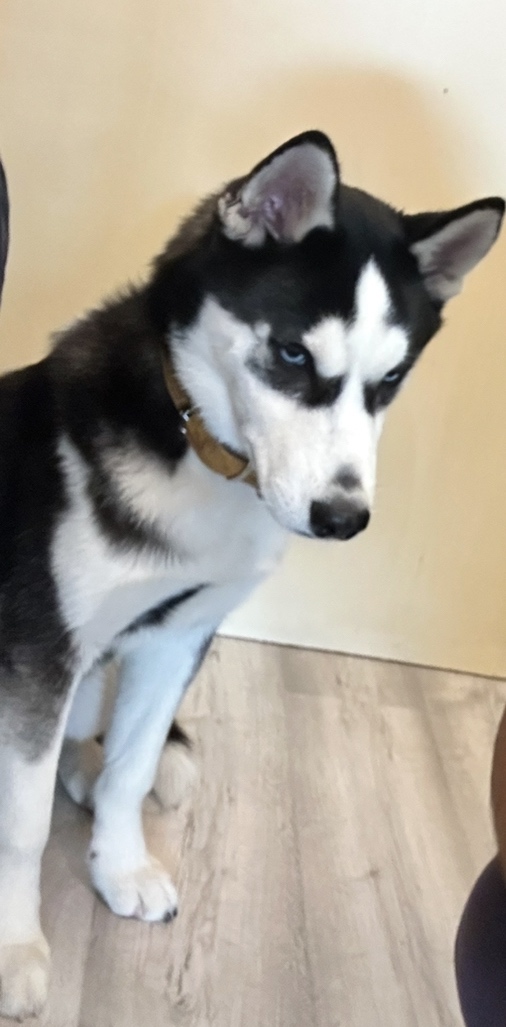 Prodám štěně huskyho - 2