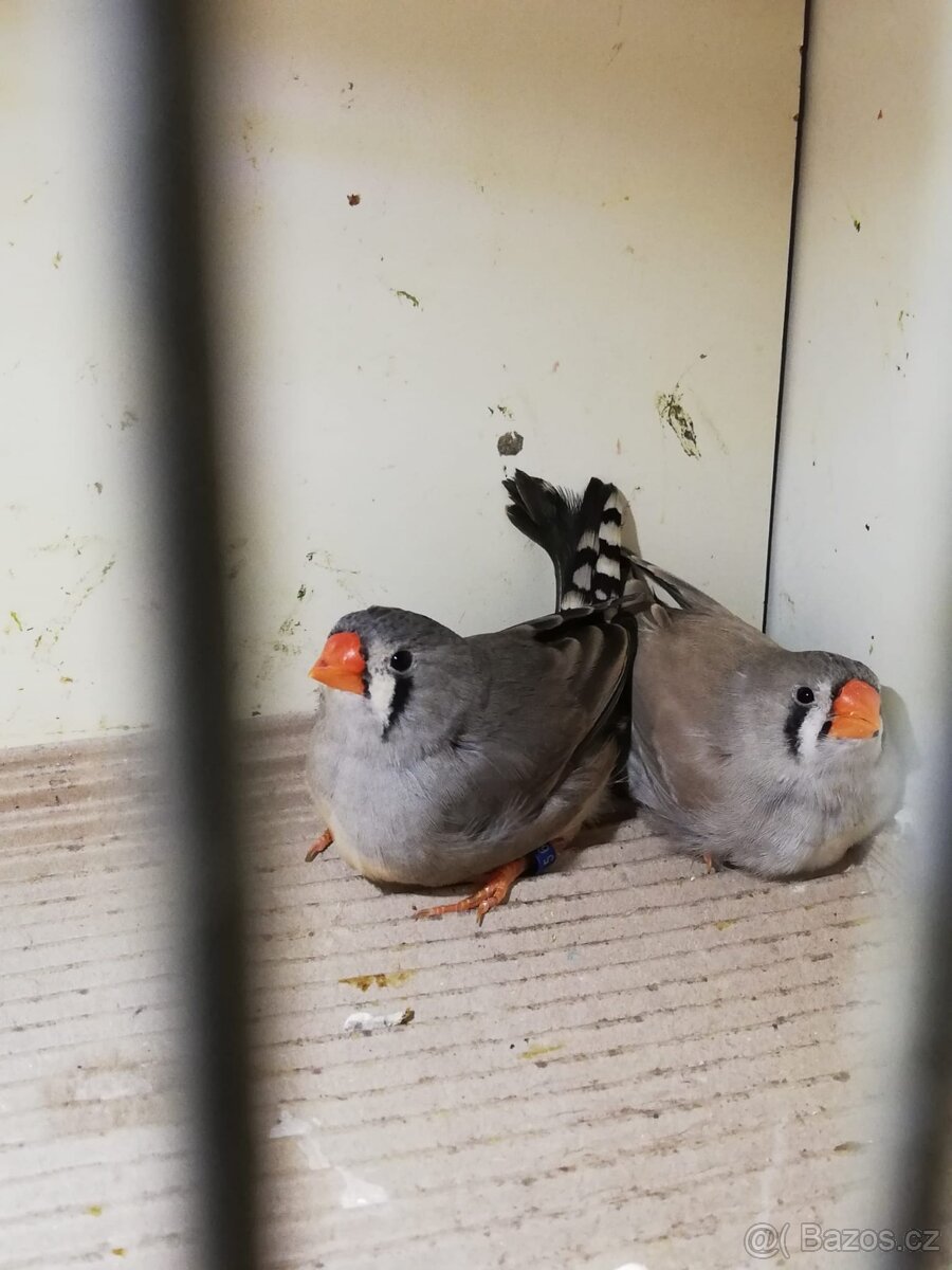 Predám zebricky - 2