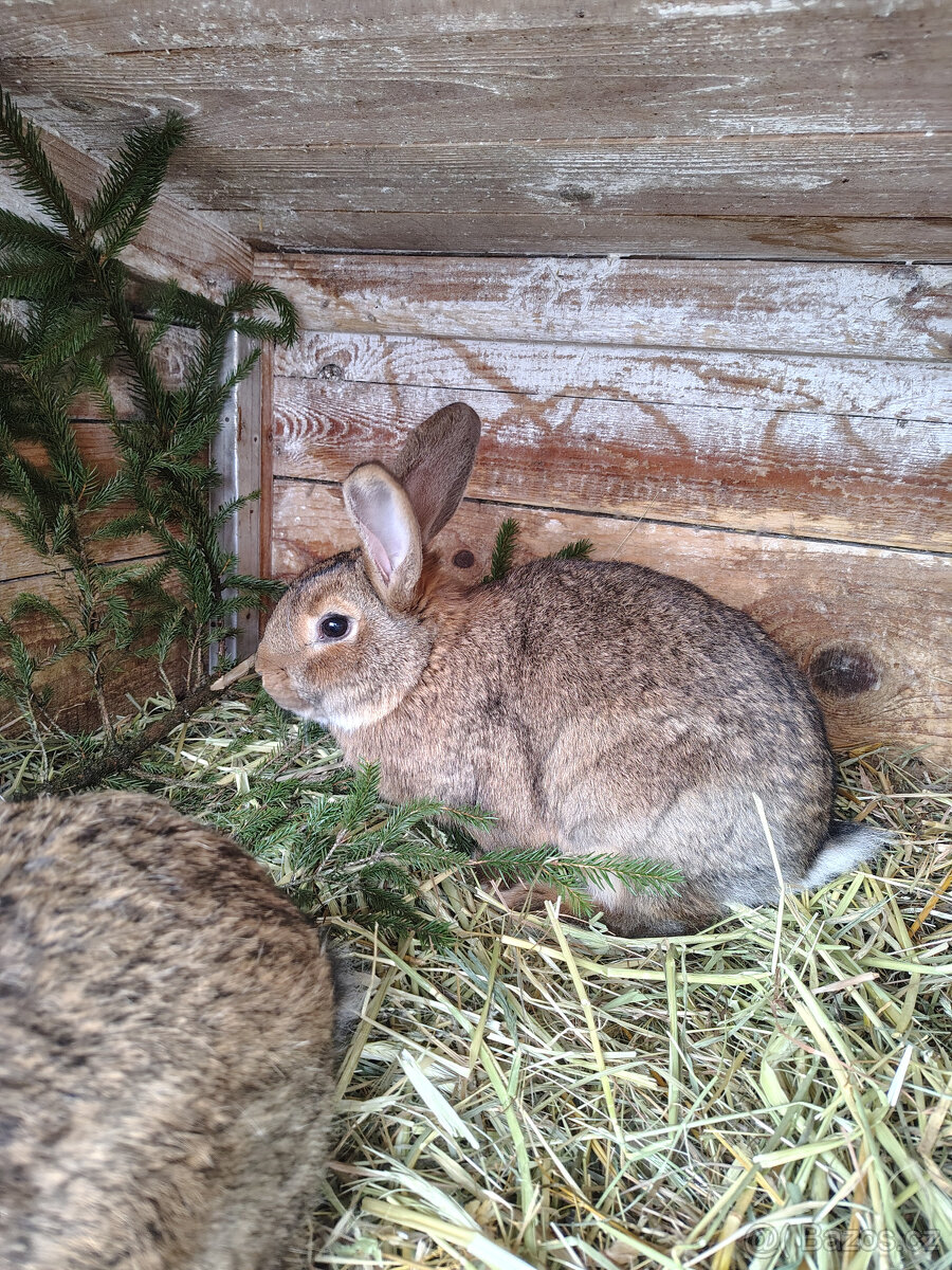 Králík - samci - 2