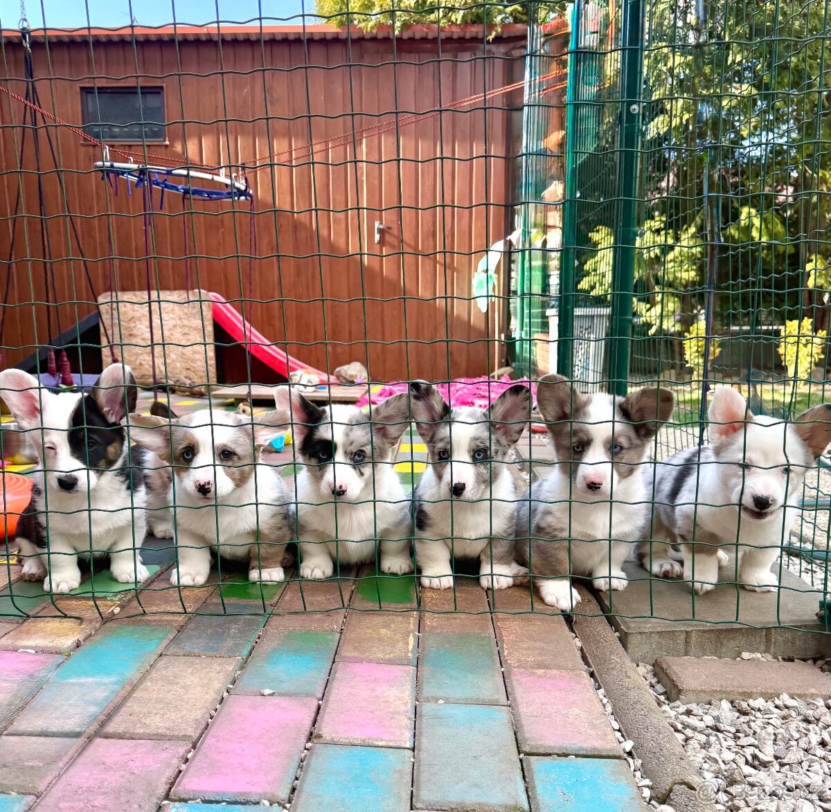 Welsh corgi cardigan s PP. - 2