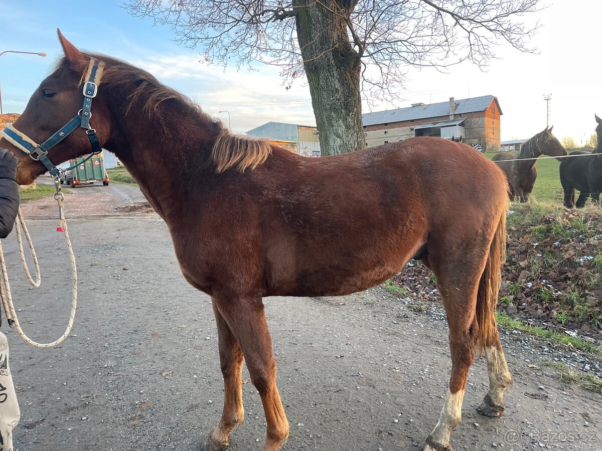 Hřebec po Heartbreak ZH - 2