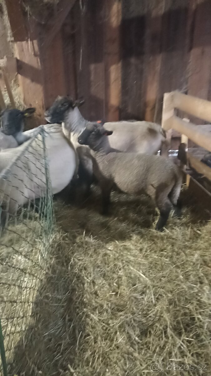 Jehňata Suffolk - 2