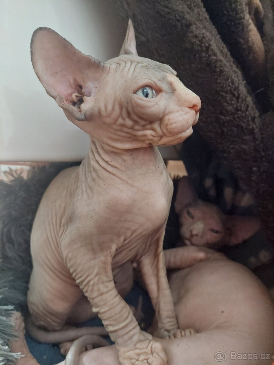 KANADSKÝ SPHYNX - 2