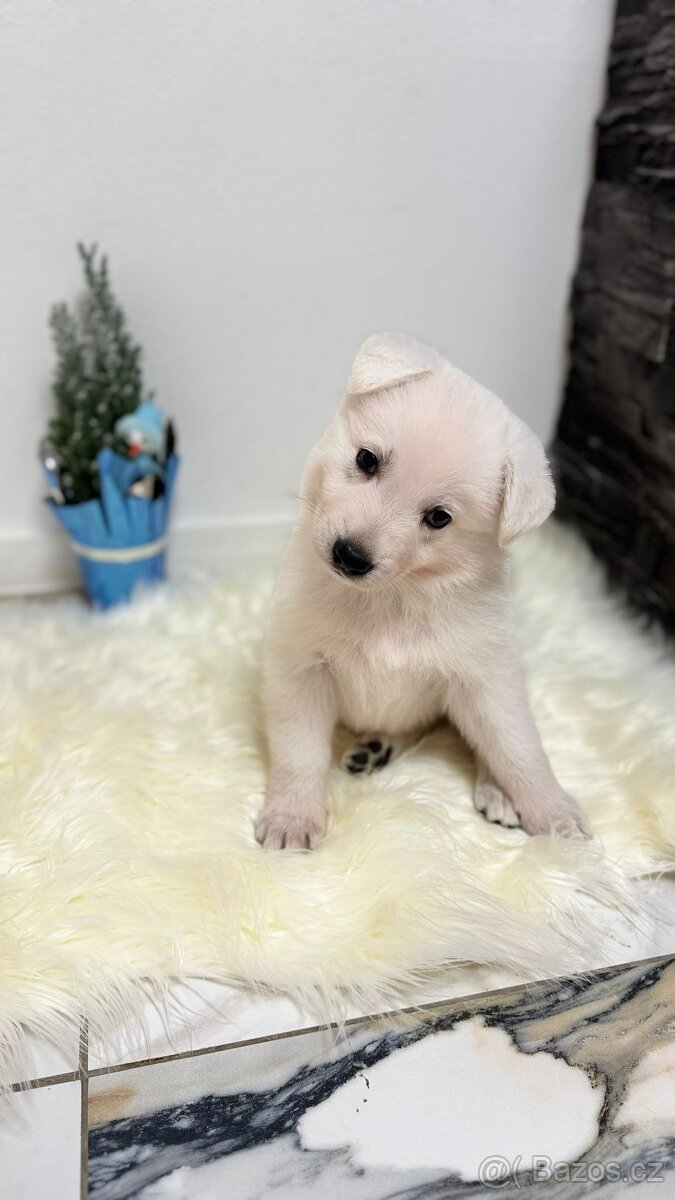 Bílý švýcarský ovčák - 2