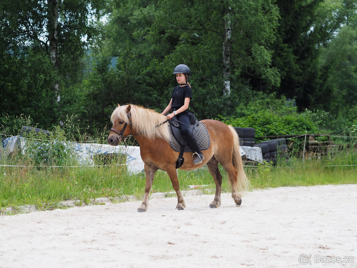 poník 125 cm KVH, 7 let, poloviční Hafling - 2