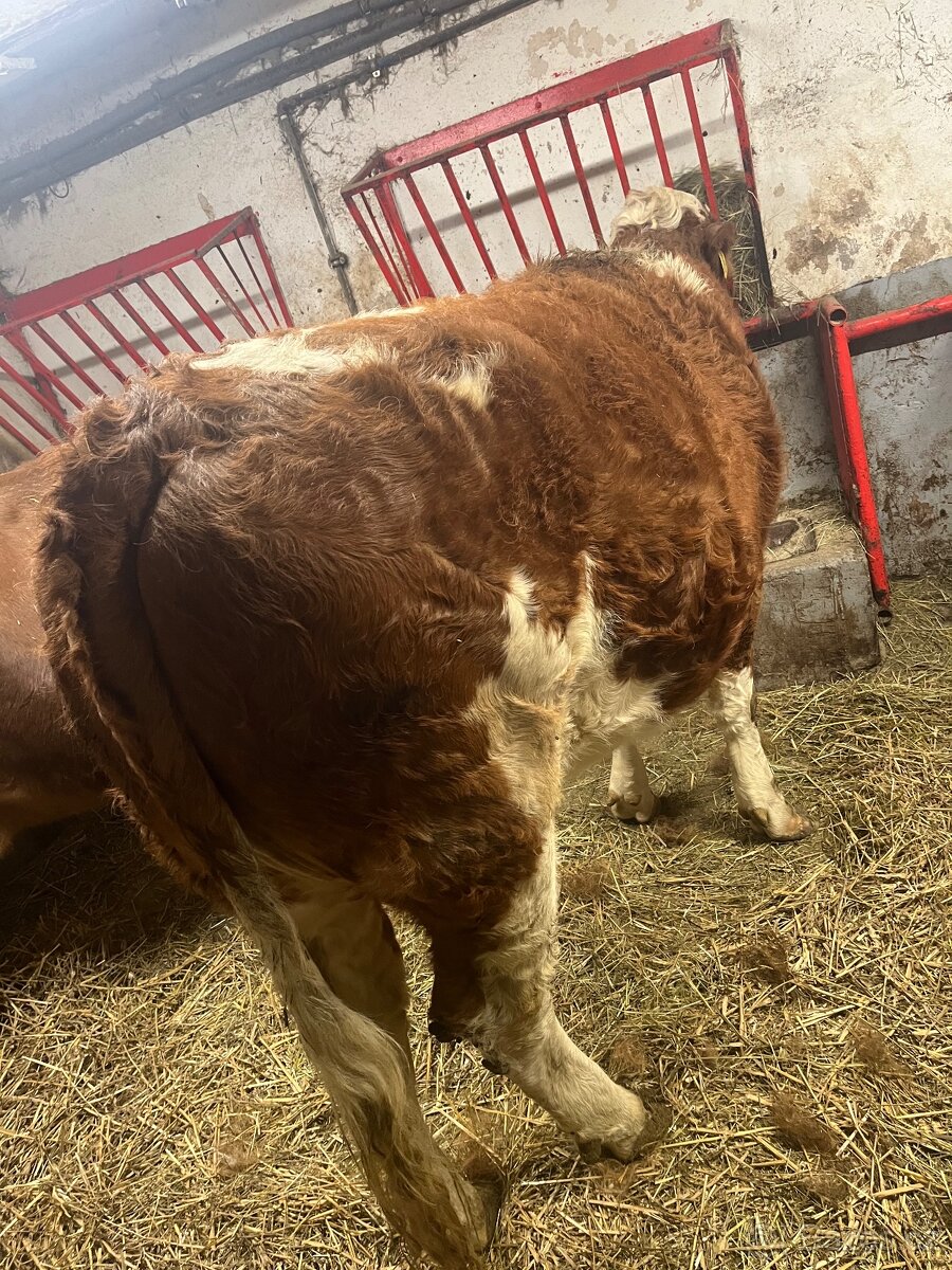 Jalovička čestr - 2