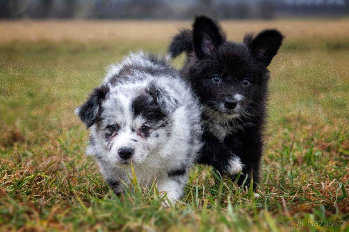 Atene border colie - 2