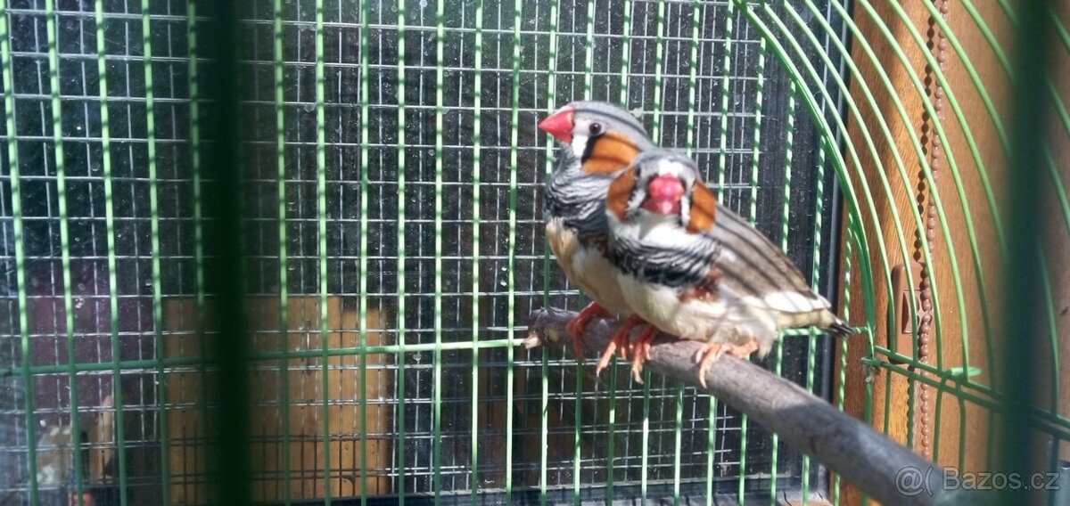 prodám zebřičky - 2