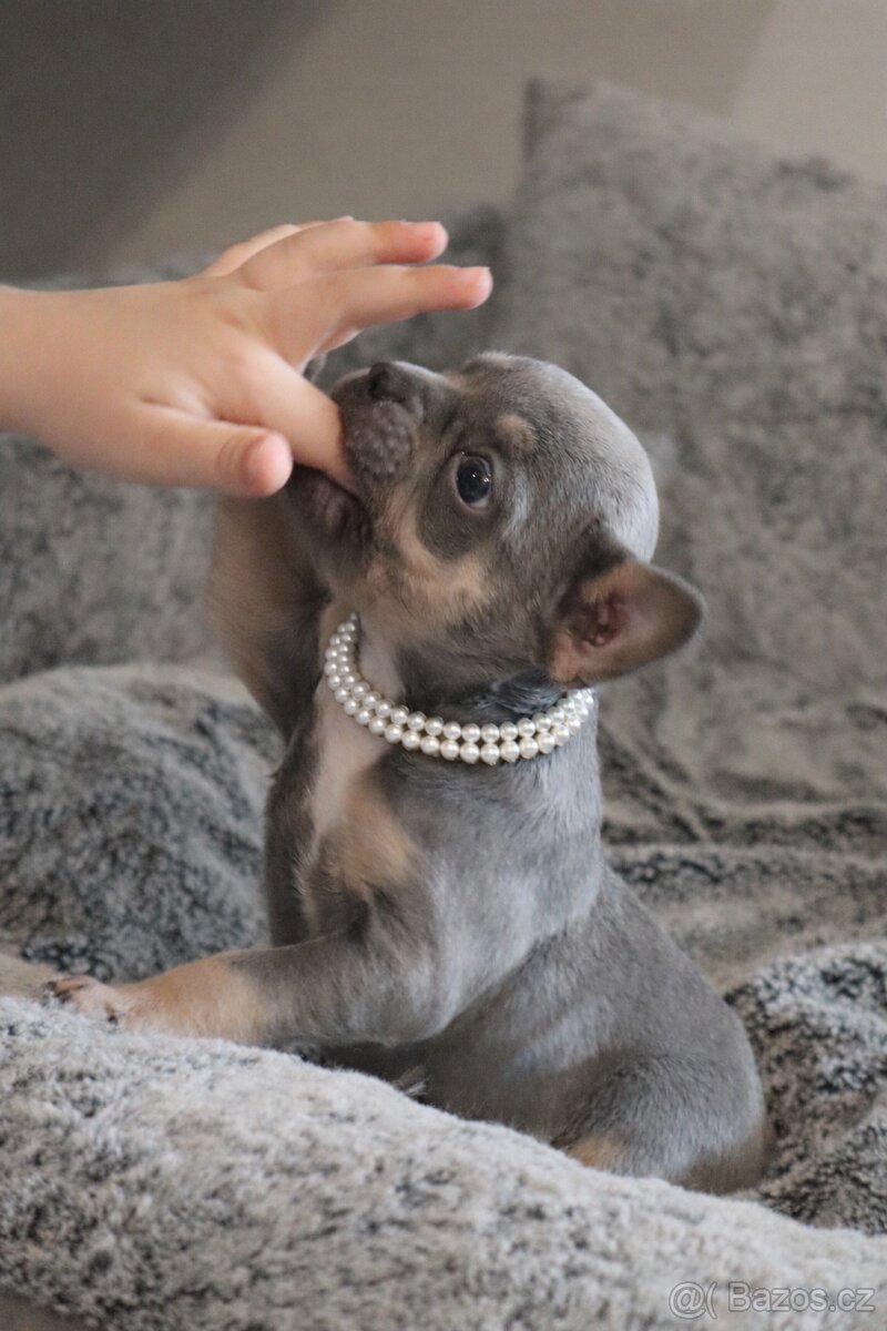 Francouzský buldoček s pp - 2