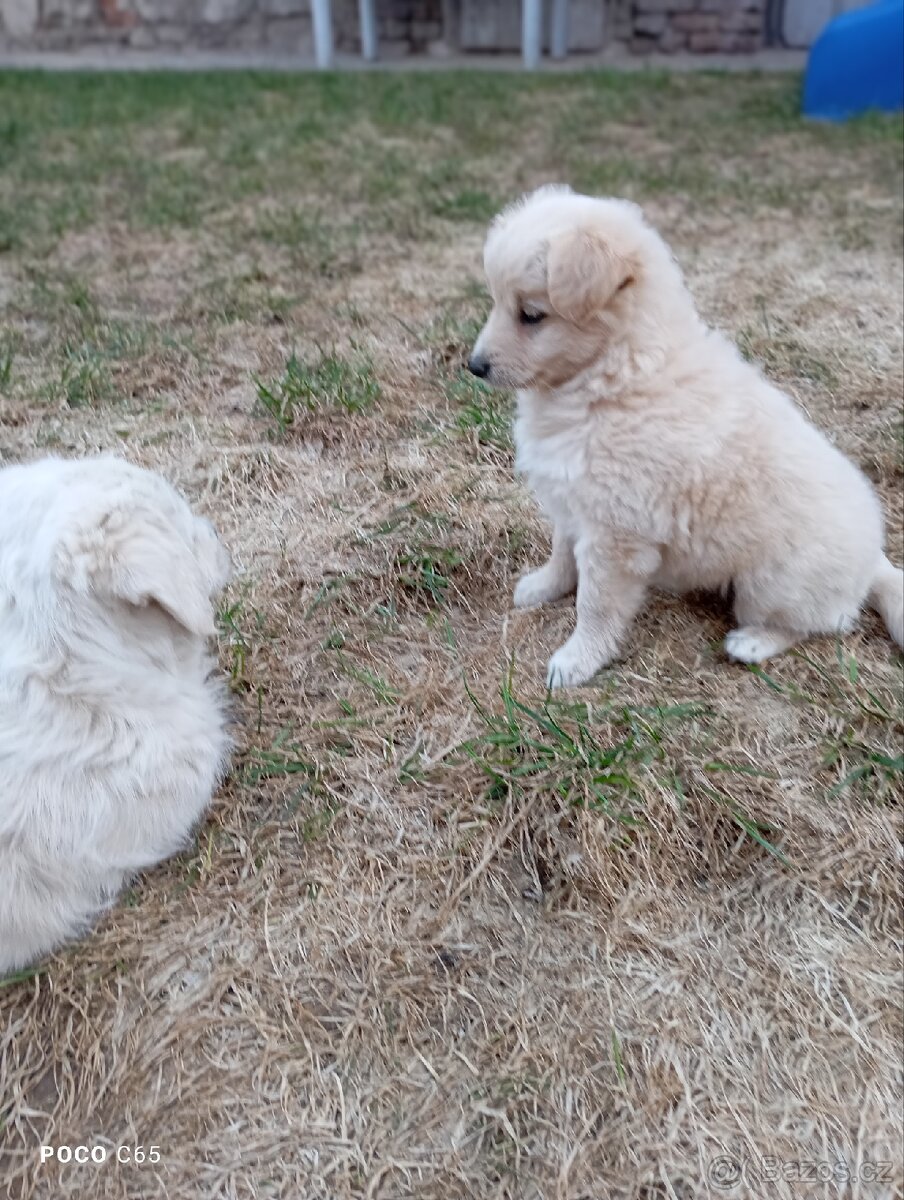 Zlatý retrívr/retriever - 2