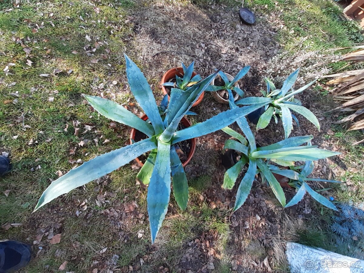 Áloe a Agáve. - 2