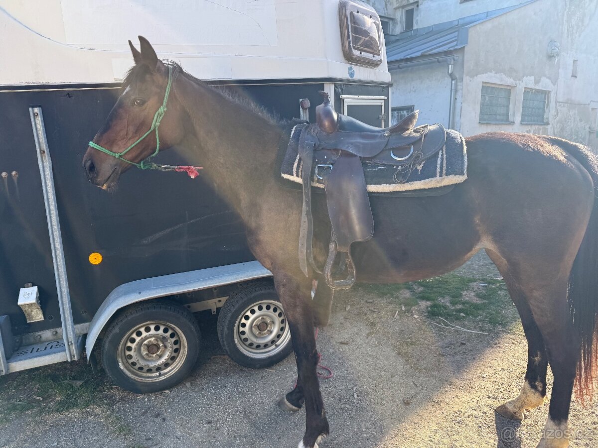 Klisna A1/1 9let - 2