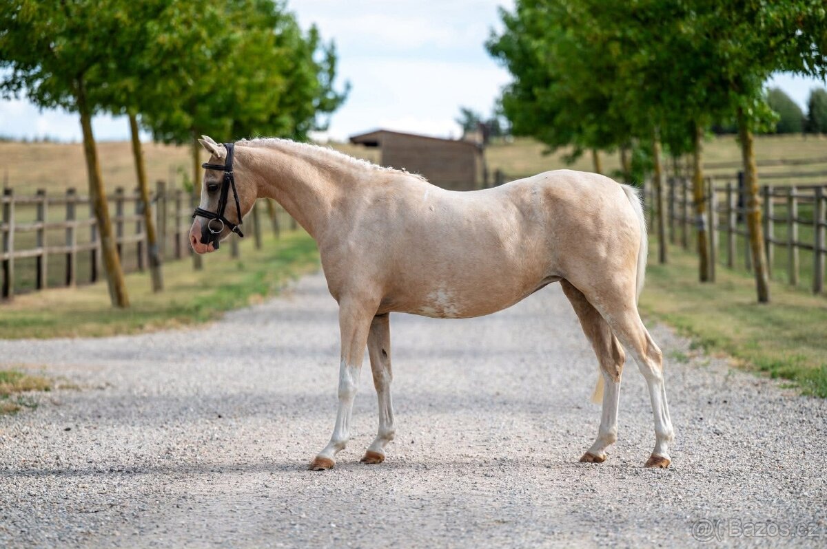 5 léta Welsh pony Prodej, výměna - 2