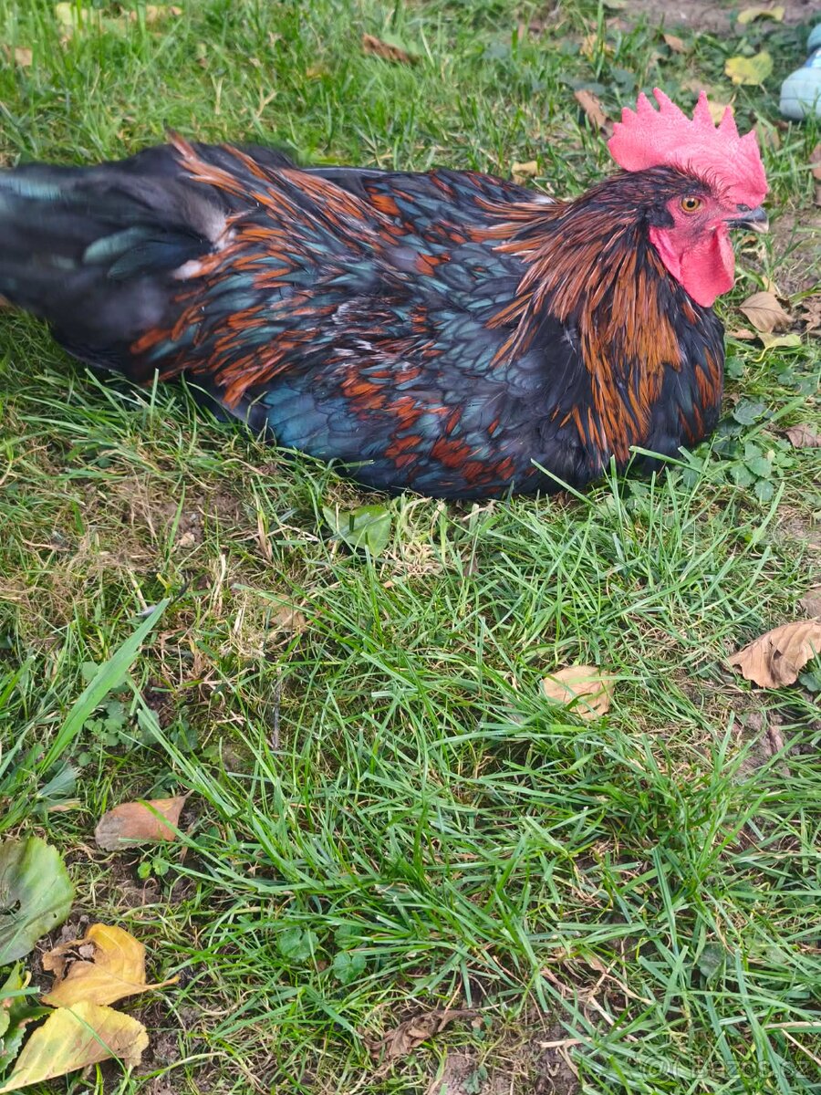 Marans měděnokrký - 2